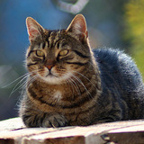 猫