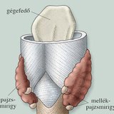 Pajzsmirigy