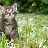 子猫