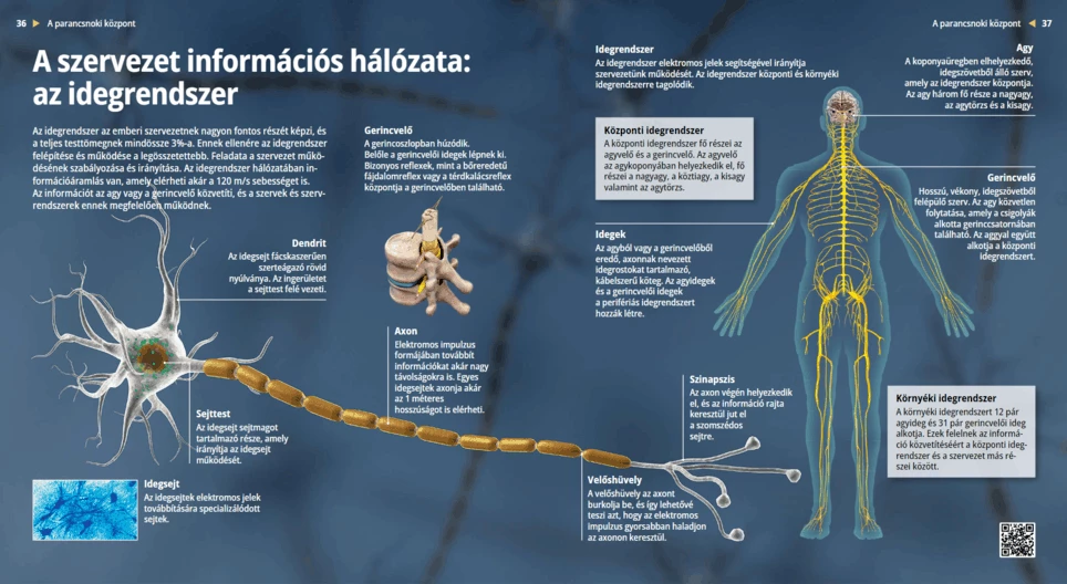 The Nervous System