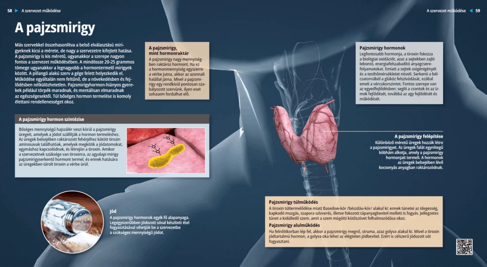 The Thyroid Gland