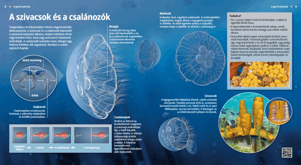 Jellyfish and Sponges: Simple Organisms