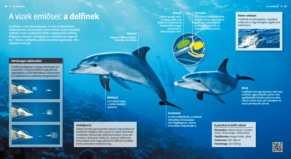 Dolphins: The Wisest Water Mammals