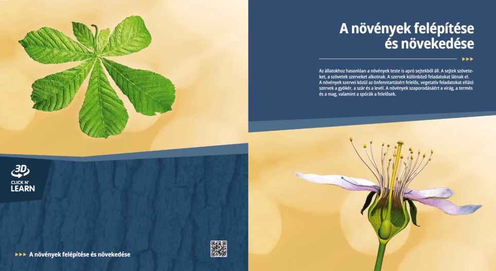 The Anatomy and Development of Plants