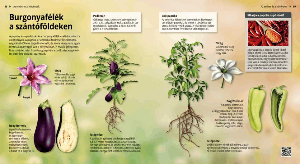Nightshade crops