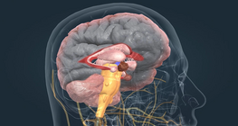 Endocrine system I.