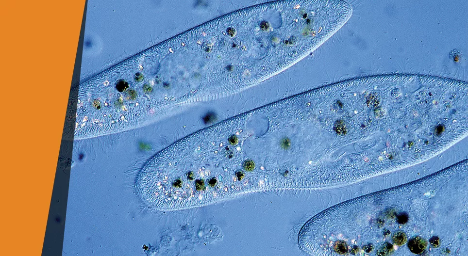 草履虫养殖场