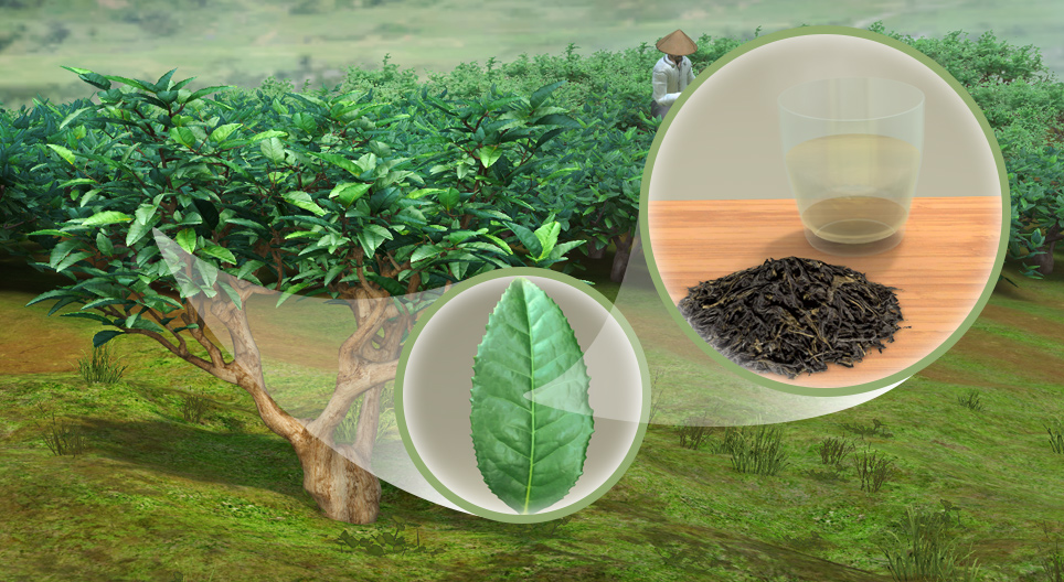 茶树（茶）